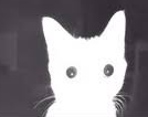 picture of a cat getting beamed in the face, that it is very white